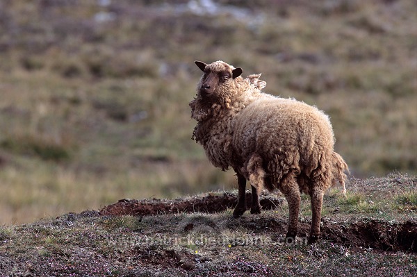 Shetland sheep, Shetland, Scotland -  Mouton, Shetland  13888
