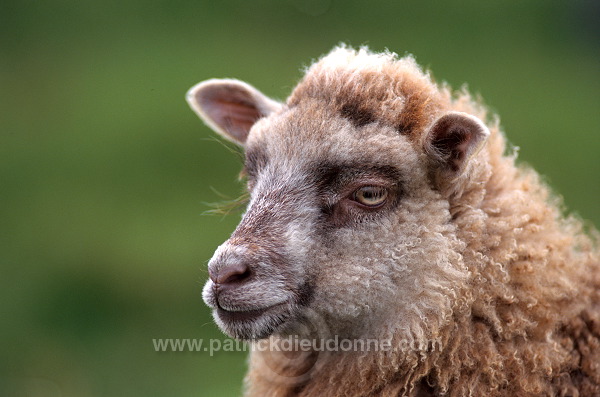 Shetland sheep, Shetland, Scotland -  Mouton, Shetland  13890