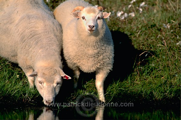 Shetland sheep, Shetland, Scotland -  Mouton, Shetland  13893