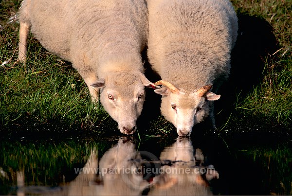 Shetland sheep, Shetland, Scotland -  Mouton, Shetland  13895