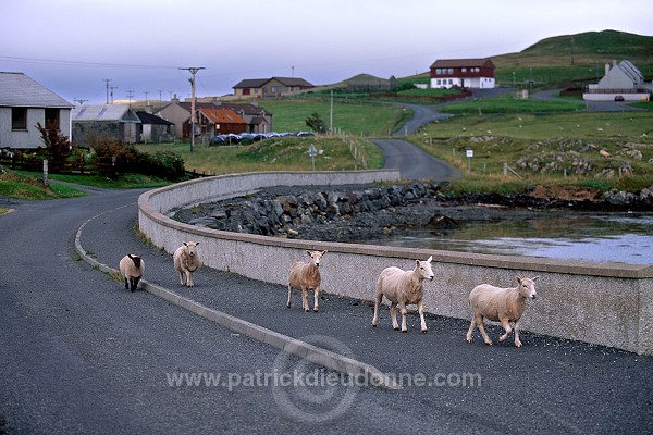 Shetland sheep, Shetland, Scotland -  Mouton, Shetland  13896