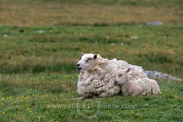 Shetland sheep, Shetland, Scotland -  Mouton, Shetland  13899
