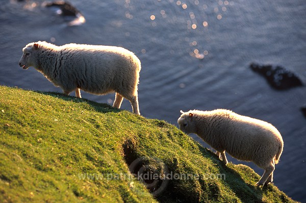 Shetland sheep, Hermaness, Shetland -  Mouton, Shetland  13900