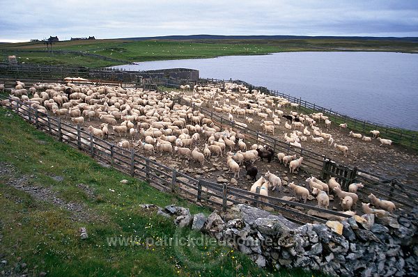 Shetland sheep, Yell, Shetland, Scotland -  Mouton, Shetland 13901