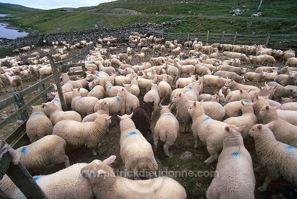Shetland sheep, Yell,  Shetland, Scotland -  Mouton, Shetland  13902