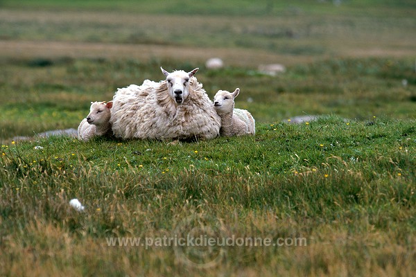 Shetland sheep, Shetland, Scotland -  Mouton, Shetland  13903