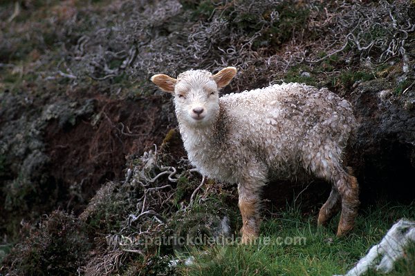 Shetland sheep, Shetland, Scotland -  Mouton, Shetland  13904