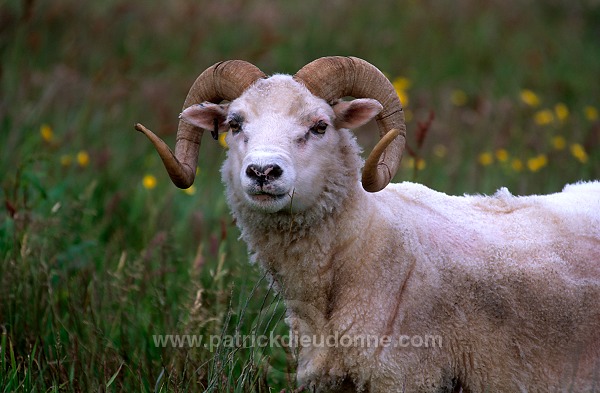 Shetland sheep, Shetland, Scotland -  Mouton, Shetland  13905
