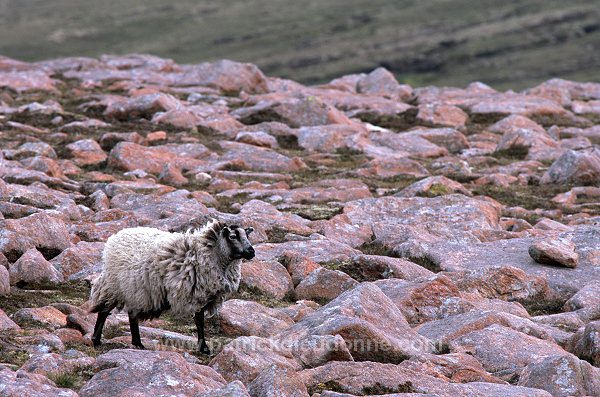Shetland sheep on Ronas Hill, Shetland, Scotland -  Mouton, Shetland 13906