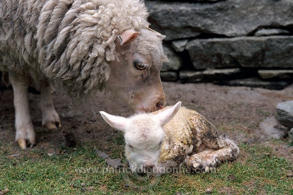 Shetland sheep, Unst, Shetland, Scotland -  Mouton, Shetland  13907