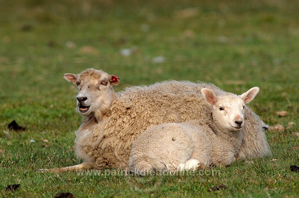 Shetland sheep, Shetland, Scotland -  Mouton, Shetland  13908