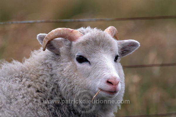 Shetland sheep, Shetland, Scotland -  Mouton, Shetland  13909