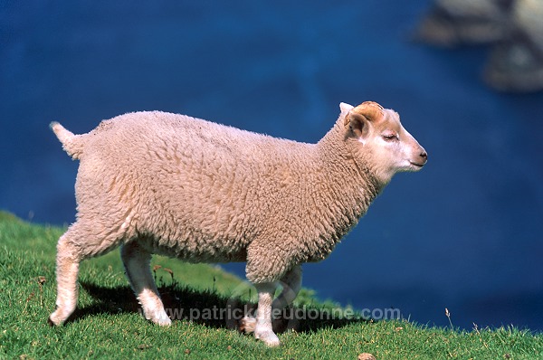 Shetland sheep, Hermaness, Shetland  -  Mouton, Shetland  13910
