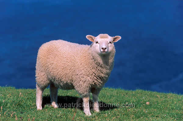 Shetland sheep, Hermaness, Shetland, Scotland -  Mouton, Shetland  13912