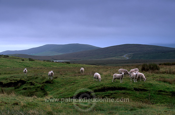 Shetland sheep, Mainland, Shetland, Scotland -  Mouton, Shetland  13915