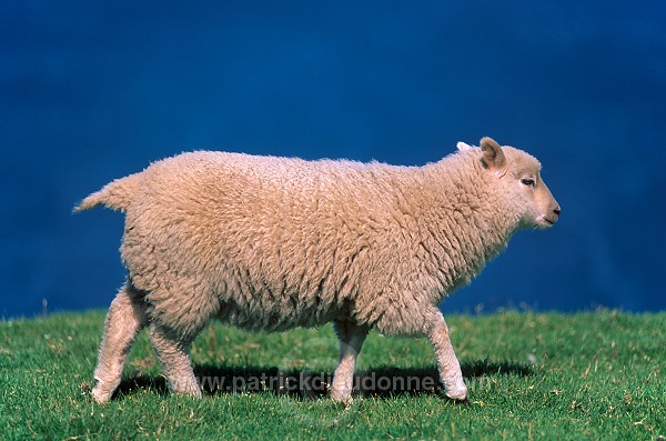 Shetland sheep, Shetland, Scotland. -  Mouton(s), Shetland 13917