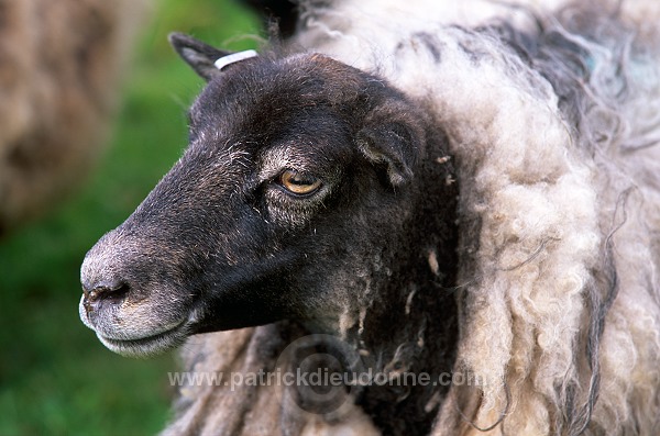 Shetland sheep, Shetland, Scotland -  Mouton, Shetland  13916
