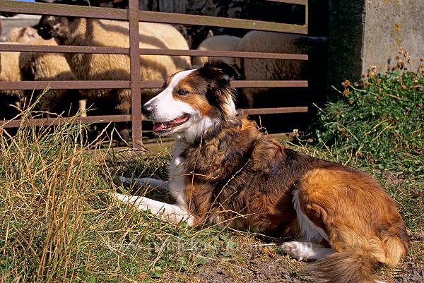 Sheepdog, Shetland, Scotland - Berger des Shetland  13936
