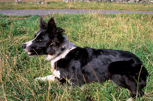 Sheepdog, Shetland, Scotland - Berger des Shetland  13939