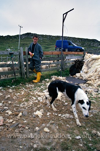Young boy and his dog, Shetland - Jeune garcon et son chien  13941