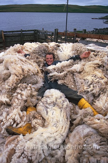 Sheep shearing, Shetland, Scotland - Tonte des moutons, Shetland  13942