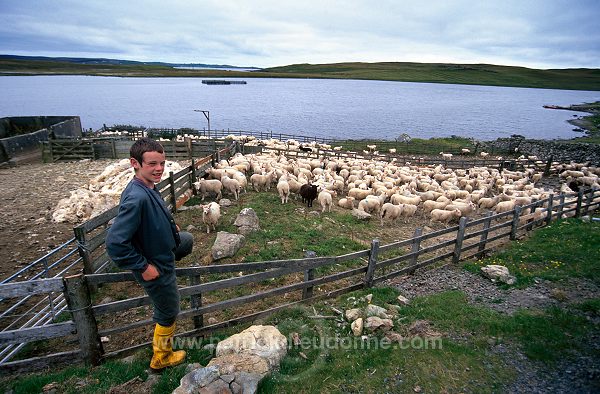 Sheep shearing, Shetland, Scotland - Tonte des moutons, Shetland   13944