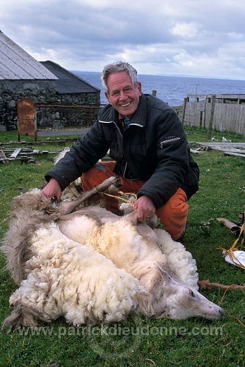 Sheep shearing, Shetland, Scotland  - Tonte des moutons, Shetland  13945