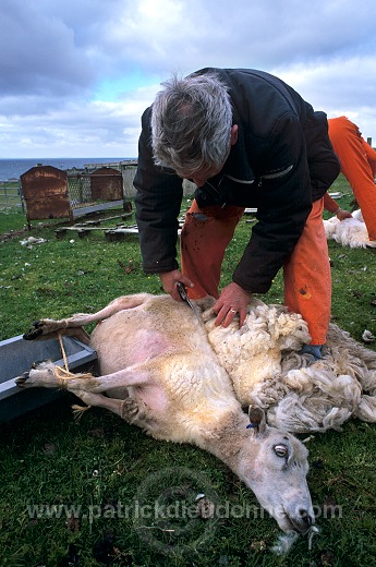 Sheep shearing, Shetland, Scotland  - Tonte des moutons, Shetland  13947