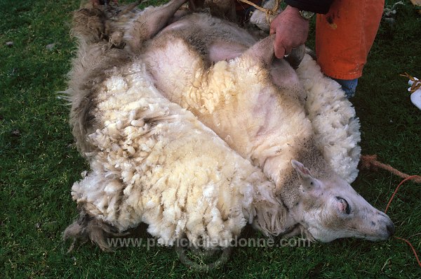 Sheep shearing, Shetland, Scotland - Tonte des moutons, Shetland  13948