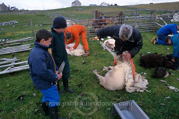 Sheep shearing, Shetland, Scotland  - Tonte des moutons, Shetland  13949