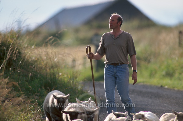 Shepherd, Fetlar, Shetland, Scotland - Berger des Shetland  13950