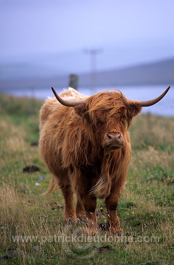 Highland cow, Shetland, Scotland. - Vache des Highlands, Shetland  13951