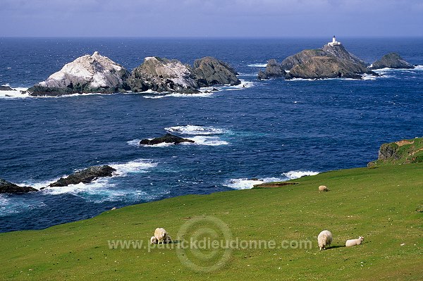 Hermaness Nature Reserve, Unst, Shetland - Reserve d'Hermaness, Unst  13977