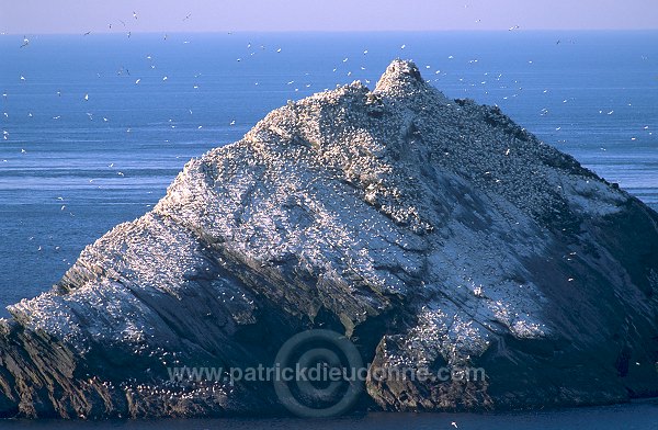 Hermaness Nature Reserve, Unst, Shetland - Reserve d'Hermaness, Unst  13981