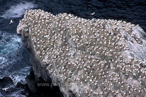 Hermaness Nature Reserve, Unst, Shetland - Reserve d'Hermaness, Unst  13984