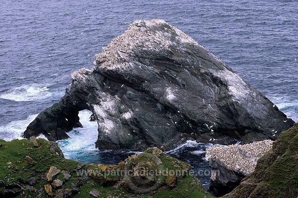 Hermaness Nature Reserve, Unst, Shetland - Reserve d'Hermaness, Unst 13986