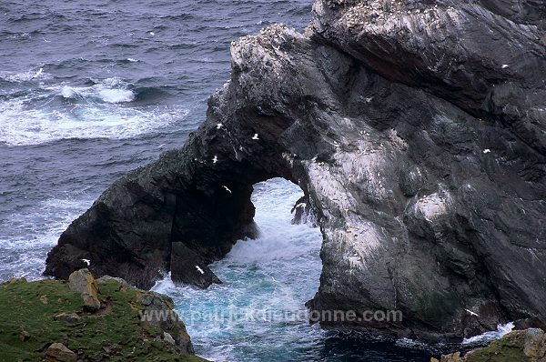 Hermaness Nature Reserve, Unst, Shetland - Reserve d'Hermaness, Unst 13987