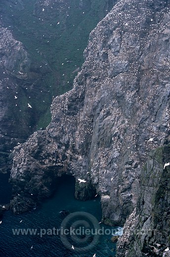 Hermaness Nature Reserve, Unst, Shetland - Hermaness, Shetland 13993