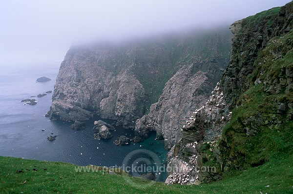Hermaness Nature Reserve, Unst, Shetland - Hermaness, Shetland  13995