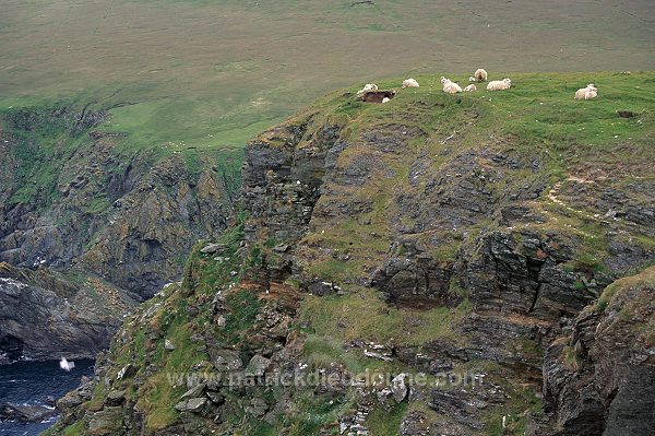 Shetland sheep, Unst, Shetland, Scotland. -  Mouton(s), Shetland  14008
