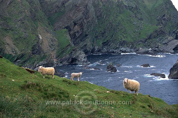 Shetland sheep, Shetland, Scotland. -  Mouton(s), Shetland  14009