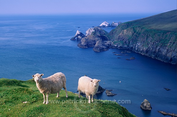Shetland sheep, Shetland, Scotland. -  Mouton(s), Shetland  14012