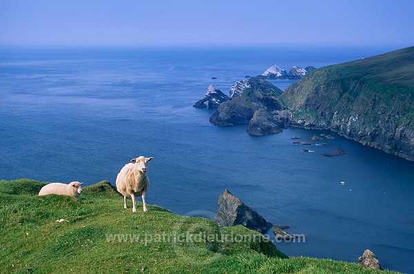 Shetland sheep, Shetland, Scotland. -  Mouton(s), Shetland  14015