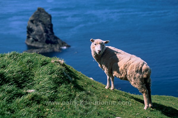 Shetland sheep, Shetland, Scotland. -  Mouton(s), Shetland 14016