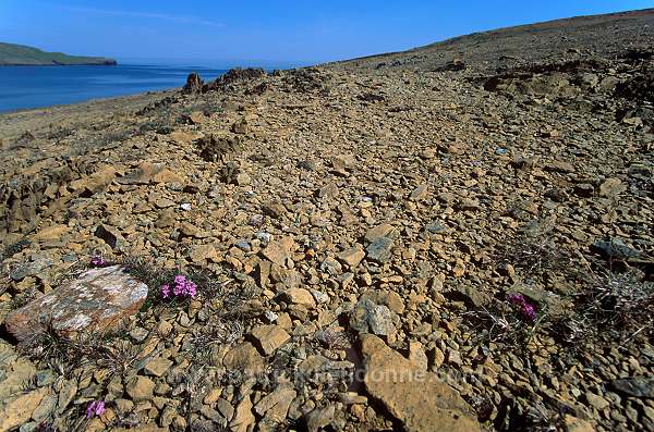 Unst: Keen of Hamar Nature reserve, Shetland - Reserve botanique de Keen of Hamar, Unst 14054