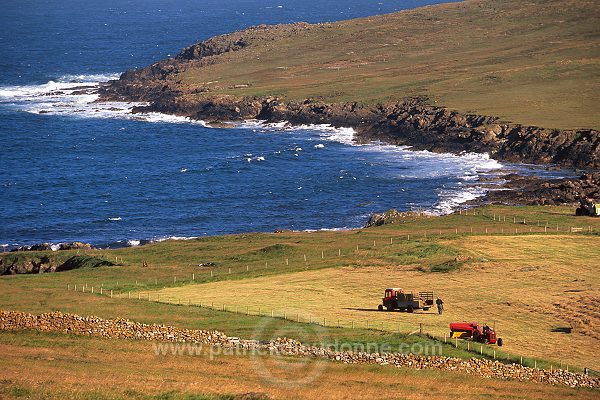 Crofting Scene at Hagdale, Unst, Shetland - Scene rurale à Hagdale 14070