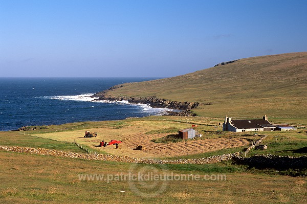 Crofting Scene at Hagdale, Unst, Shetland - Scene rurale à Hagdale  14072