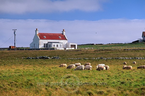Crofting system, Unst, Shetland - Cultures traditionnelles sur Unst  14082