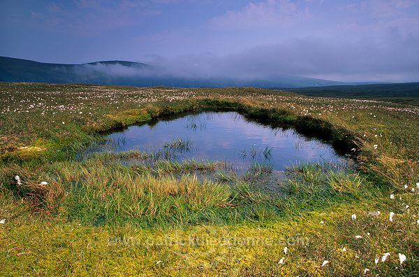 Hermaness Nature Reserve, Unst, Shetland - Reserve d'Hermaness, Unst  14090