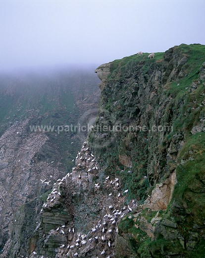 Hermaness Nature Reserve, Unst, Shetland - Hermaness, Shetland 14002